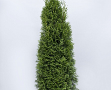 Туя западная Смарагд (Thuja occ. Smaragd) С7,5 80-100 см 