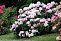 Рододендрон якушиманский Зильбервольке Rhododendron (Y) Silberwolke С4 25-30см