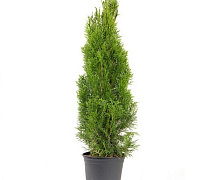 Туя западная Смарагд (Thuja occ. Smaragd) 120 - 140см С25 Экстра