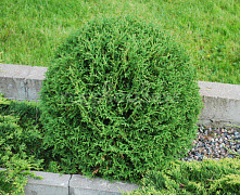 Туя западная Тини Тим (Thuja occ. Tiny Tim) С5 30-40 см В