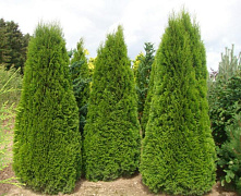 Туя западная Смарагд (Thuja occ. Smaragd) 140-160 см 