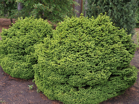 Ель обыкновенная Барри (Picea abies Barryi) С3