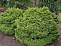 Ель обыкновенная Барри (Picea abies Barryi) С3