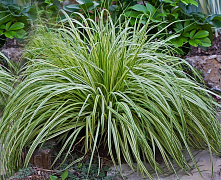 Молиния голубая Хайдебраут (Molinia coerulea ‘Heidebraut’) р14