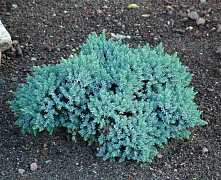 Можжевельник чешуйчатый Блю Стар (Juniperus sq. Blue Star) С2 30-40 см 