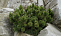 Сосна черная Нана (Pinus nigra Nana) С13 30-40см