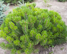 Сосна горная Мугус (Pinus mugo Mughus) С3