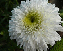 Ромашка Фиона С1.5