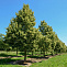 Липа мелколистная (Tilia cordata)