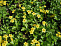 Вальдштейния тройчатая (Waldsteinia ternata)С2