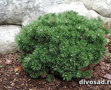 Сосна горная Мини Мопс (Pinus mugo Mini Mops) С10 40-60 см