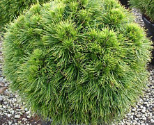 Сосна черная Спилберг (Pinus nigra Spielberg) С12  40-60 см