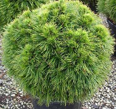 Сосна черная Спилберг (Pinus nigra Spielberg) С12  40-60 см