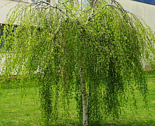 Береза повислая Юнги (Betula pendula Youngii) С7 штамб 180-200 см