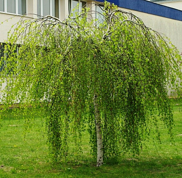 Береза повислая Юнги (Betula pendula Youngii) С7 штамб 180-200 см