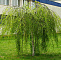 Береза повислая Юнги (Betula pendula Youngii) С7 штамб 180-200 см