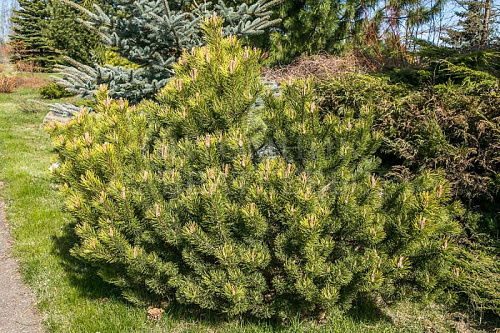 Сосна горная Офир (Pinus mugo Ofhir) С10 20-40см