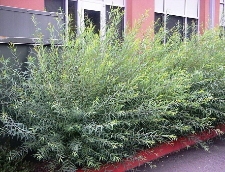 Ива пурпурная Нана (Salix purpurea Nana) С3 40-60 