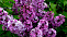 Сирень обыкновенная Президент Пуанкаре (Syringa vulgarisPrésident Poincaré) 60-90см