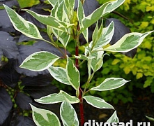 Дерен белый Сайберика Варигата (Cornus alba Sibirica Variegata) 60-90 см В