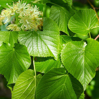 Липа мелколистная (Tilia cordata)