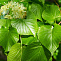 Липа мелколистная (Tilia cordata)