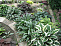 Хоста  Шоубот (Hosta Showboat) L