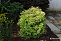 Метасеквойя глиптостробоидная (Metasequoia glyptostroboides)1+0/20-40