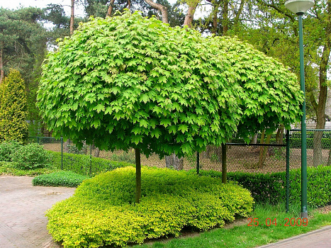 Клен остролистный Глобозум (Acer platanoides Globosum) (Б)