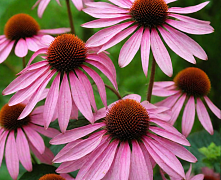 Эхинацея пурпурная (Echinacea purpurea) П