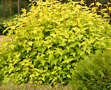 Пузыреплодник калинолистный Дартс Голд (Physocarpus opulifolius Dart’s Gold) С3 30-50см