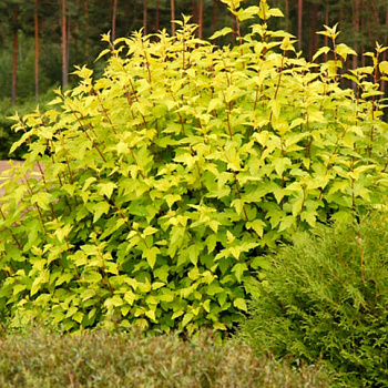 Пузыреплодник калинолистный Дартс Голд (Physocarpus opulifolius Dart’s Gold) С3 30-50см