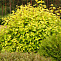 Пузыреплодник калинолистный Дартс Голд (Physocarpus opulifolius Dart’s Gold) С3 30-50см