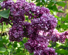 Сирень обыкновенная Огни Донбаса