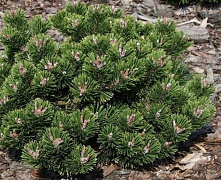 Сосна горная Шервуд Компакт (Pinus mugo Sherwood Compact) С25 50-60см