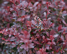 Барбарис тунберга Атропурпуреа (Berberis thunbergii Atropurpurea) 30-40 см 