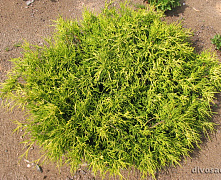 Кипарисовик горохоплодный Санголд (Chamaecyparis pisifera Sungold) С3 20-25 см