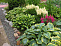 Хоста Леди Гуиневре (Hosta Lady Guinevere)(M)
