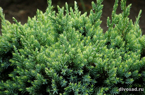 Можжевельник чешуйчатый Холгер (Juniperus squamata Holger) P9 10-15 см