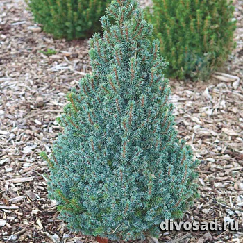 Ель канадская Сандерс Блю (Picea gl. Sander's Blue) C7  40-50 см.