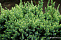 Можжевельник чешуйчатый Холгер (Juniperus squamata Holger) P9 10-15 см