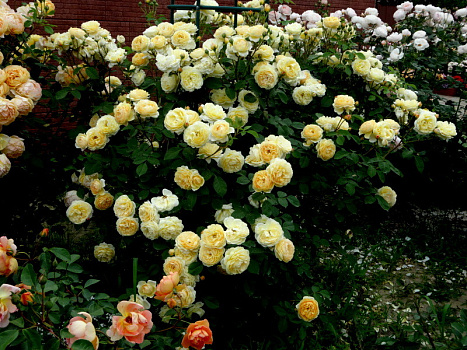 Роза английская Тизинг Джорджия (Teasing Georgia)