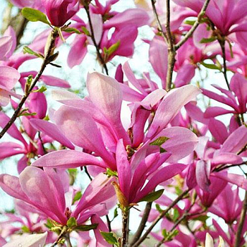 Магнолия Бетти (Magnolia Betty) С5 50-60см