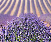 Лаванда С7,5