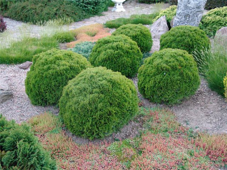 Туя западная Даника (Thuja occ. Danica) С20 30-40см