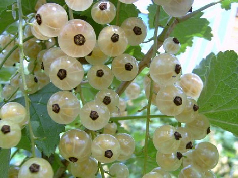 Смородина белая Беляна