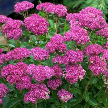 Очиток видный Карл (Sedum spectabile Carl) С2