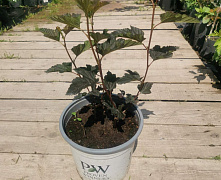 Пузыреплодник калинолистный Рэд Барон (Physocarpus opulifolius Red Baron) 30-50 см 2/3 вет. А