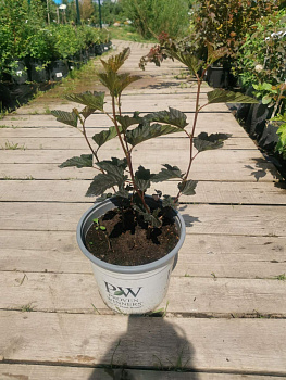 Пузыреплодник калинолистный Рэд Барон (Physocarpus opulifolius Red Baron) 30-50 см 2/3 вет. А