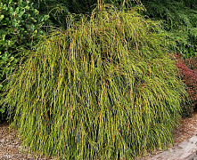 Туя складчатая Випкорд (Thuja plicata Whipcord) С12 50-60 см В